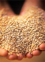 handful of barley 